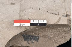 Foto (Detailansicht) von Ficus tenuinervis Ettingshausen (NHMW-GEO-2024-0188-7984)